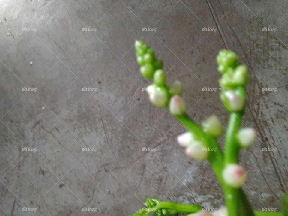 spinach flower