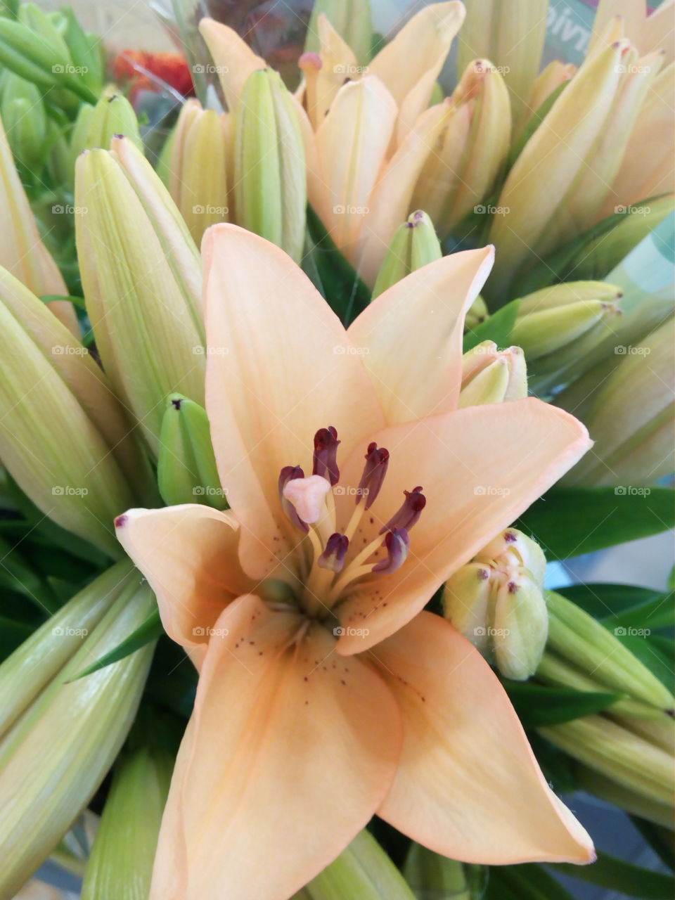 Flowers of the black forest