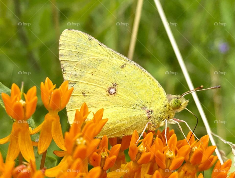 A bright yellow butterfly sitting on a cluster of orange flowers