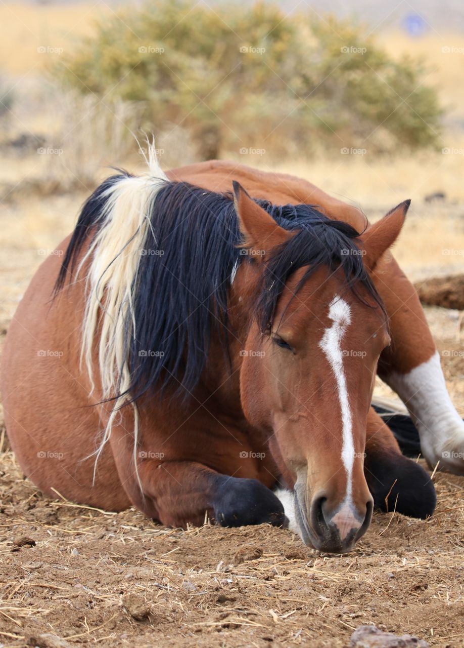 Wild mustang yearling colt pinto horse laying down