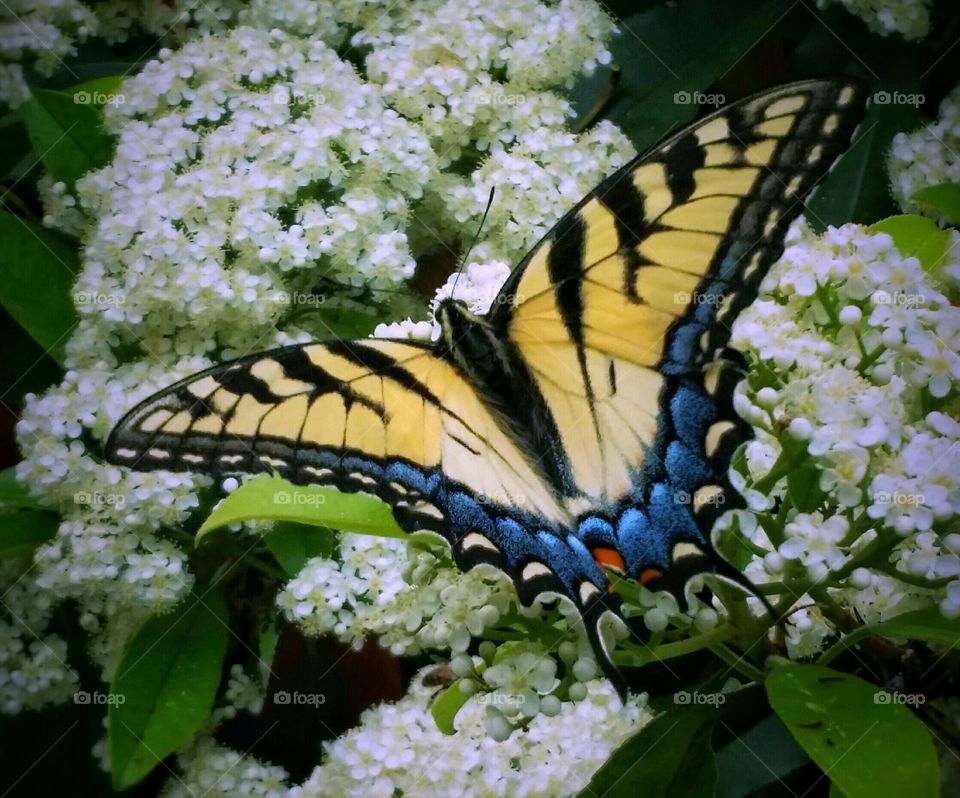 Yellow Swallowtail Butterfly