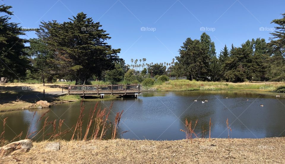 Duck pond at the alameda beach in California 
