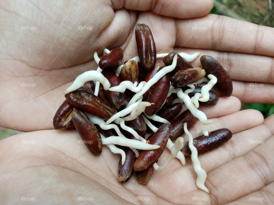 Dates seeds
