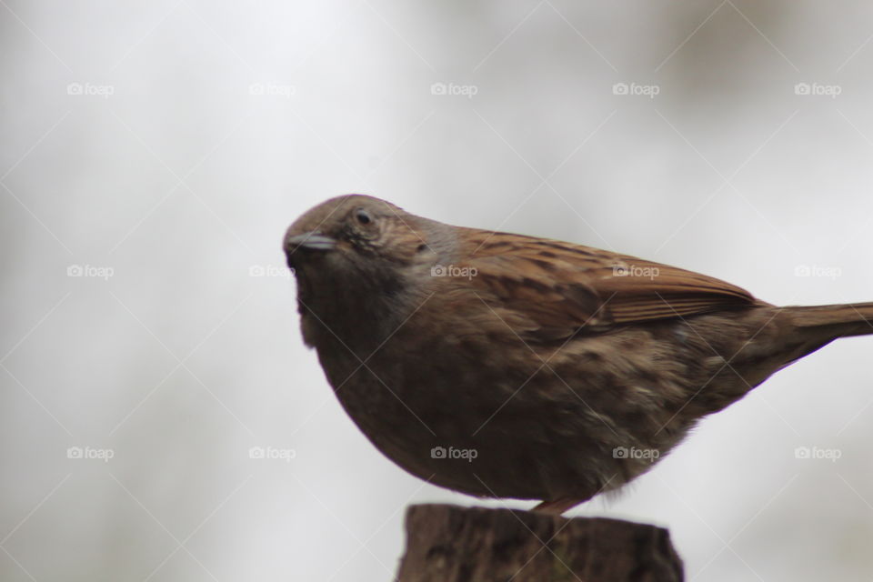 Bird, Wildlife, Nature, No Person, Animal