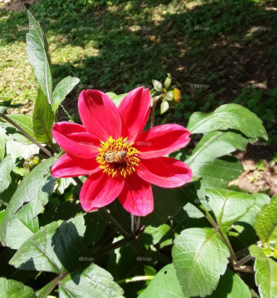 bee collecting pollen from red flower