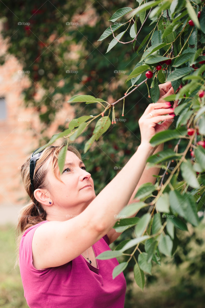 Woman picking cherry berries from tree