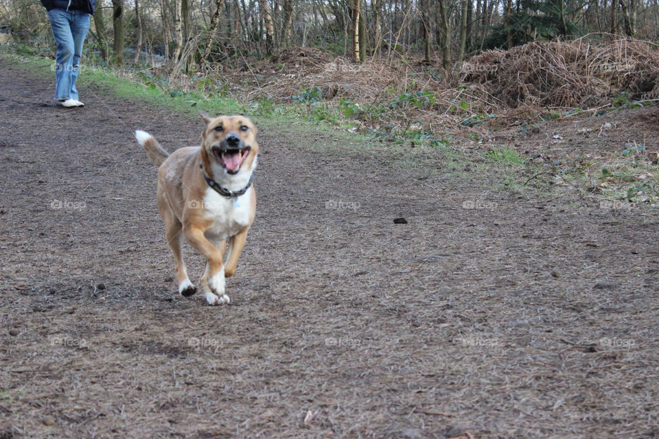 Dog running outdoors