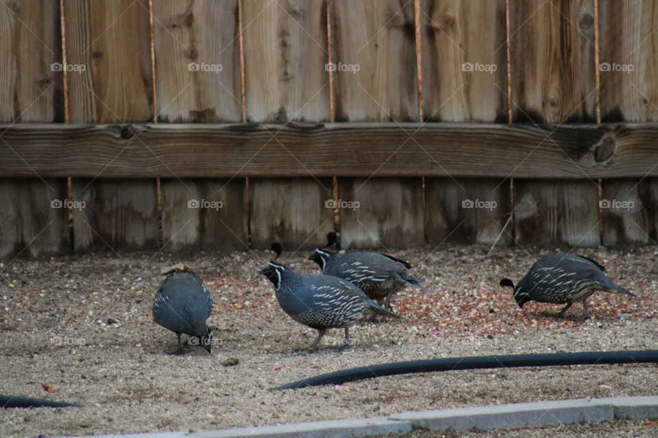 Group of male quail