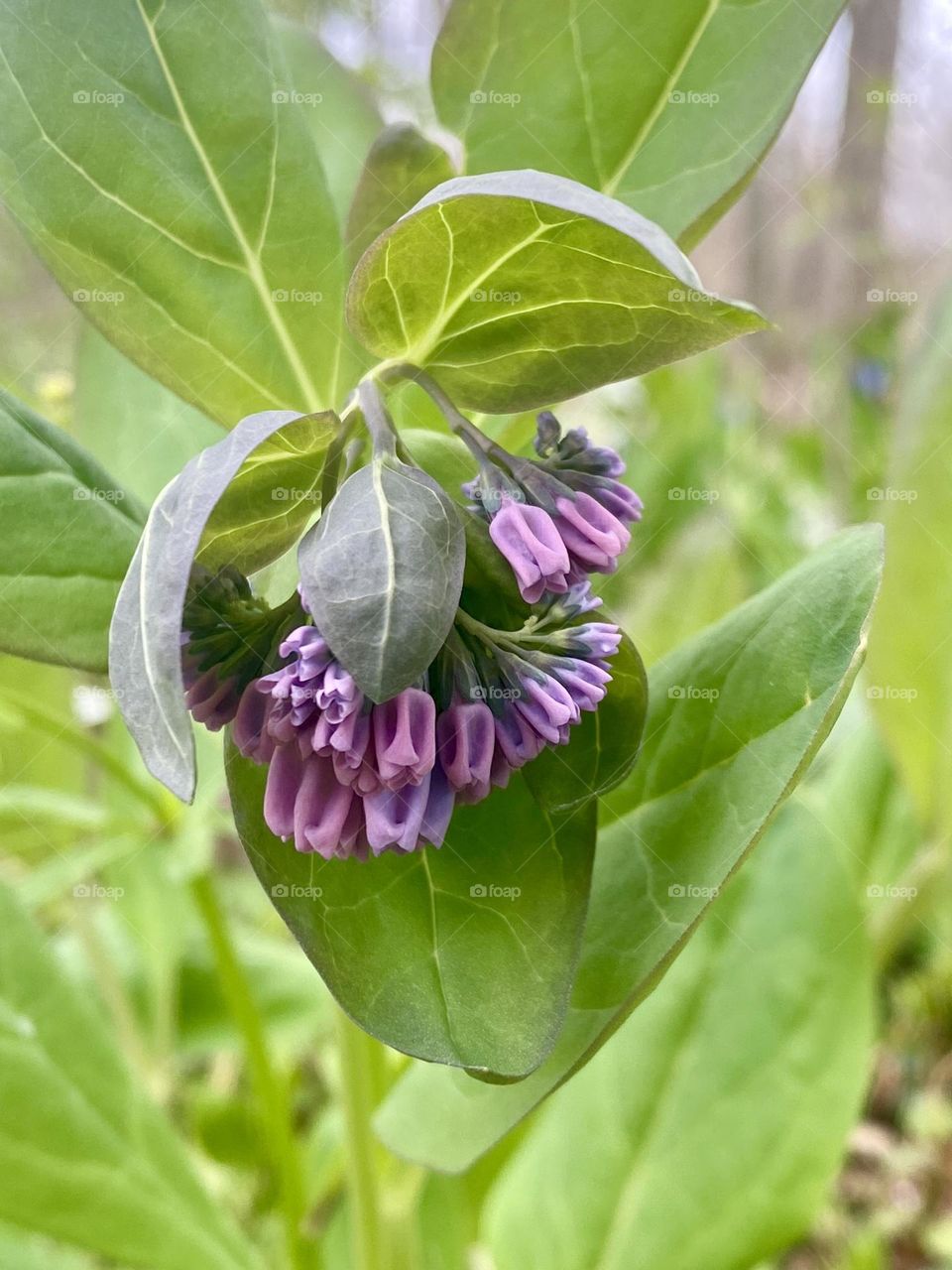 Flower buds on Virginia bluebells