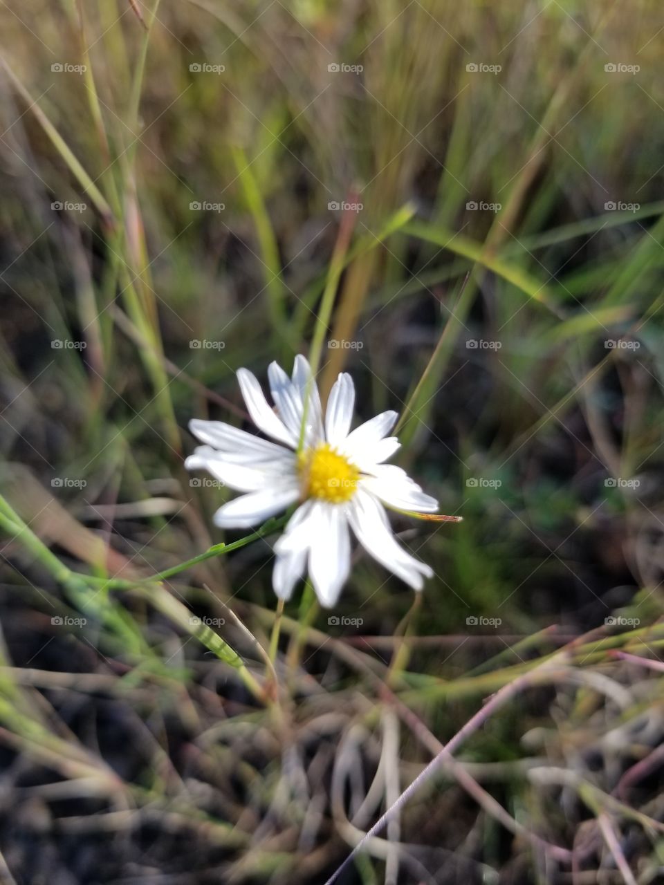 wildflower