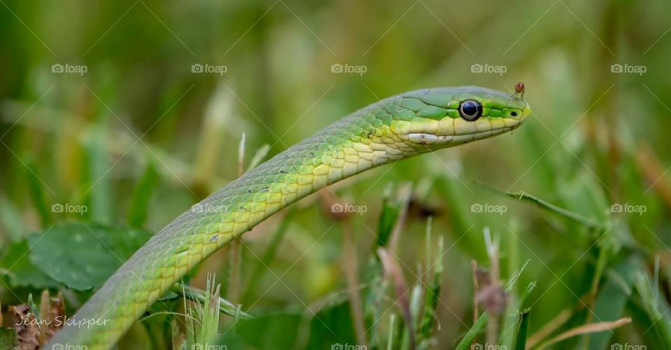 Green snake with bug on head, non-venomous