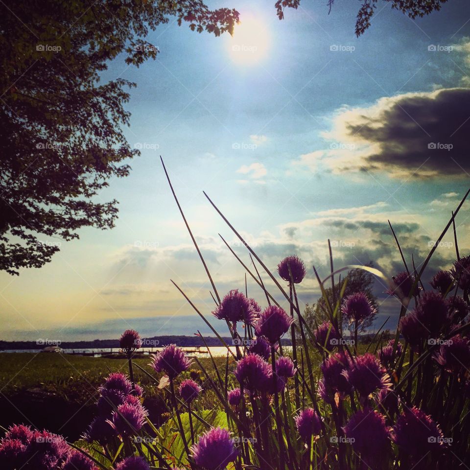 Chive On. Summer herbs on the lake shores of northern Michigan 