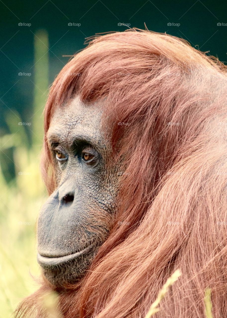 Orangutan