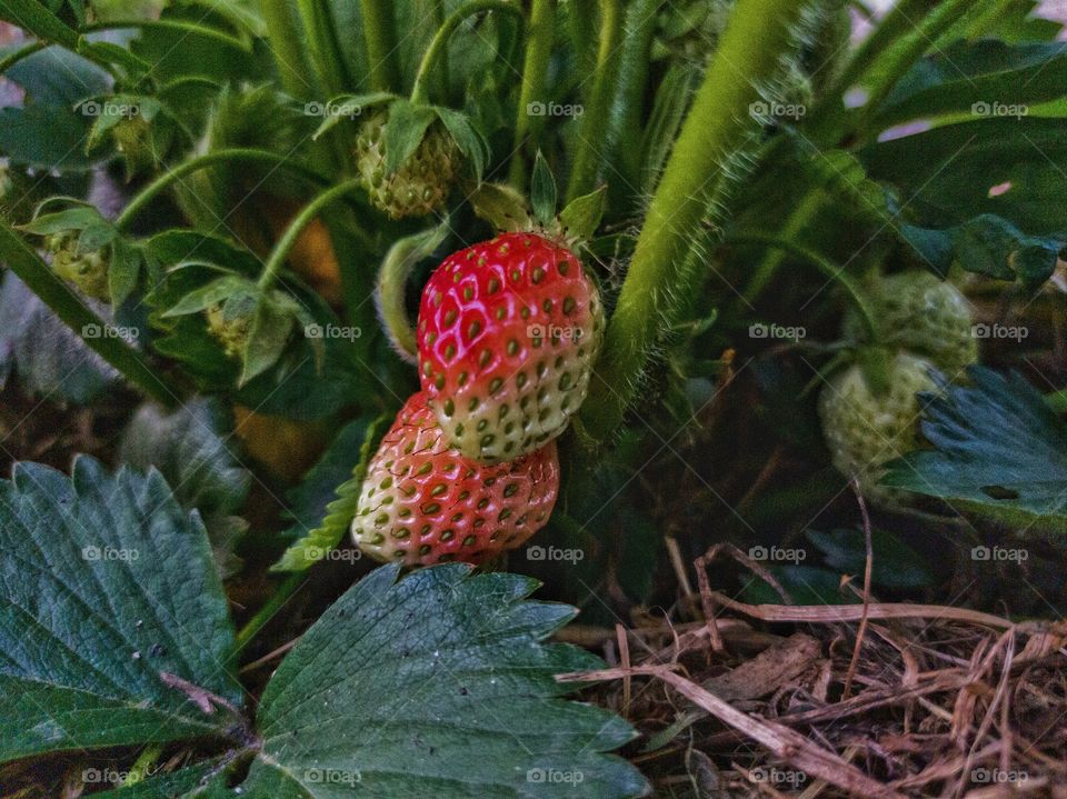 The first ripe strawberries. garden. nature.