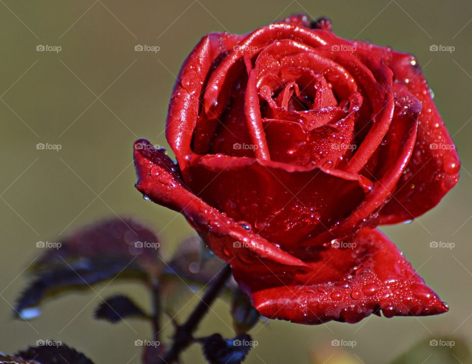 red rose growing in a community garden with raindrops on its petals