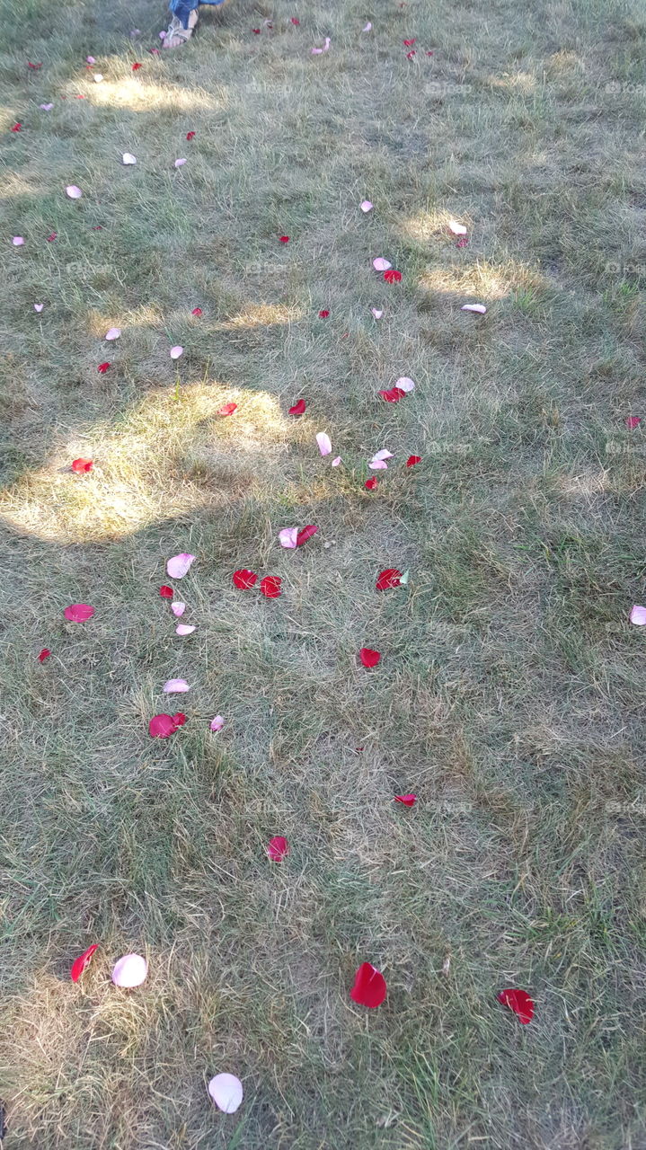 Petals in the meadow