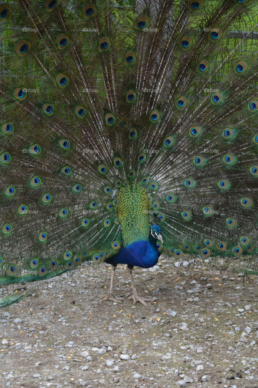 Peacock