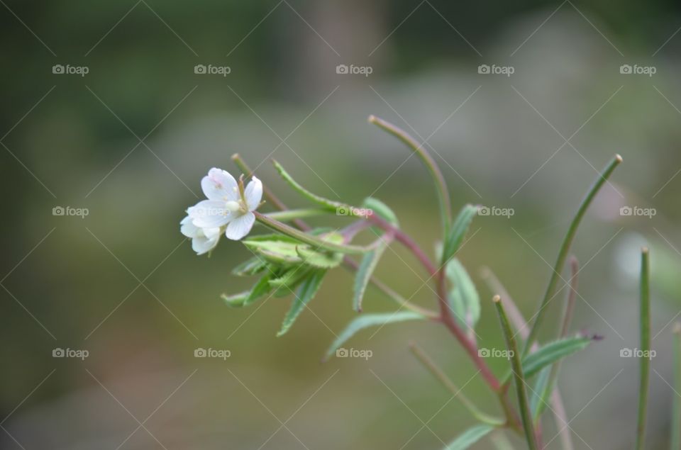 Nature, Flower, No Person, Leaf, Flora