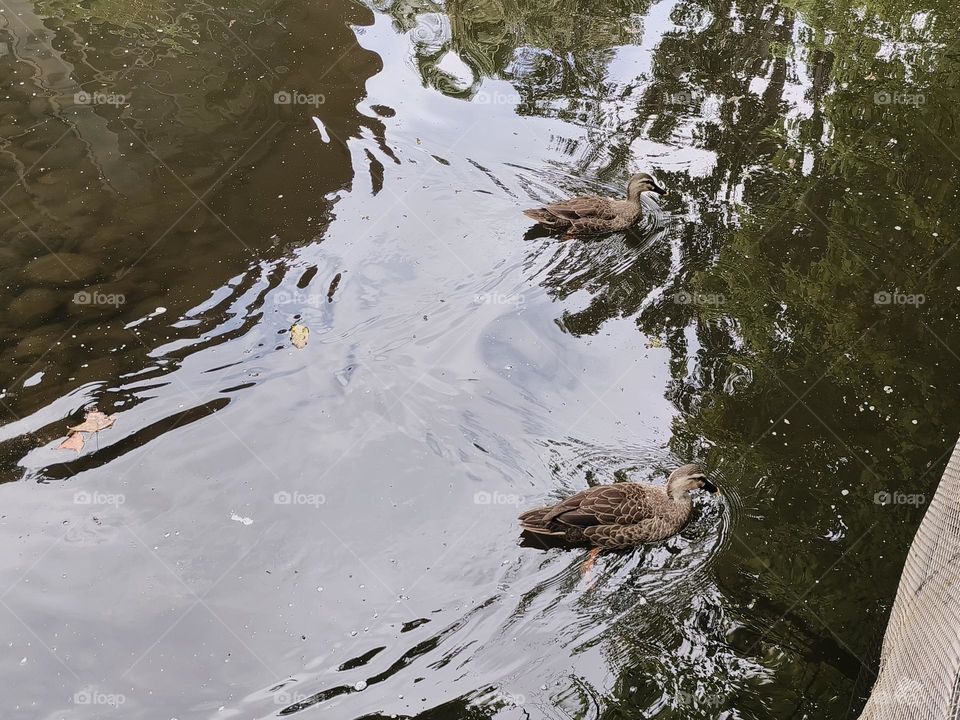 Ducks in Beinan Township Native Applied Botanical Garden