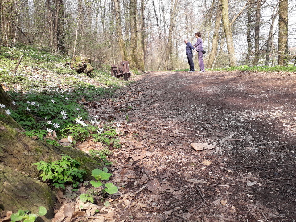 springtime in the wood