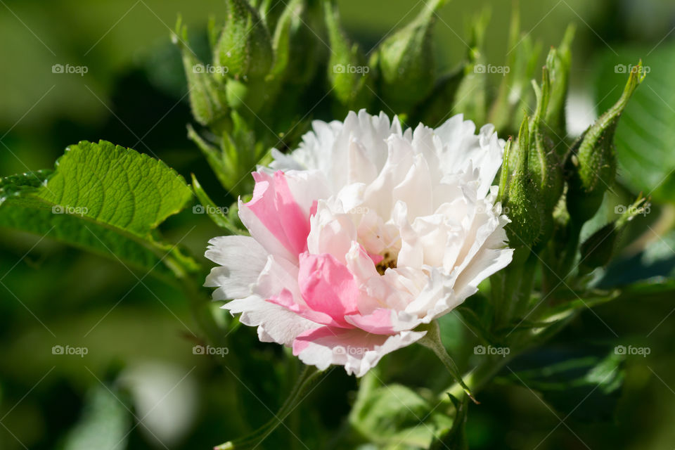 White and pink two tone colored rose - vit rosa tvåfärgad ros 