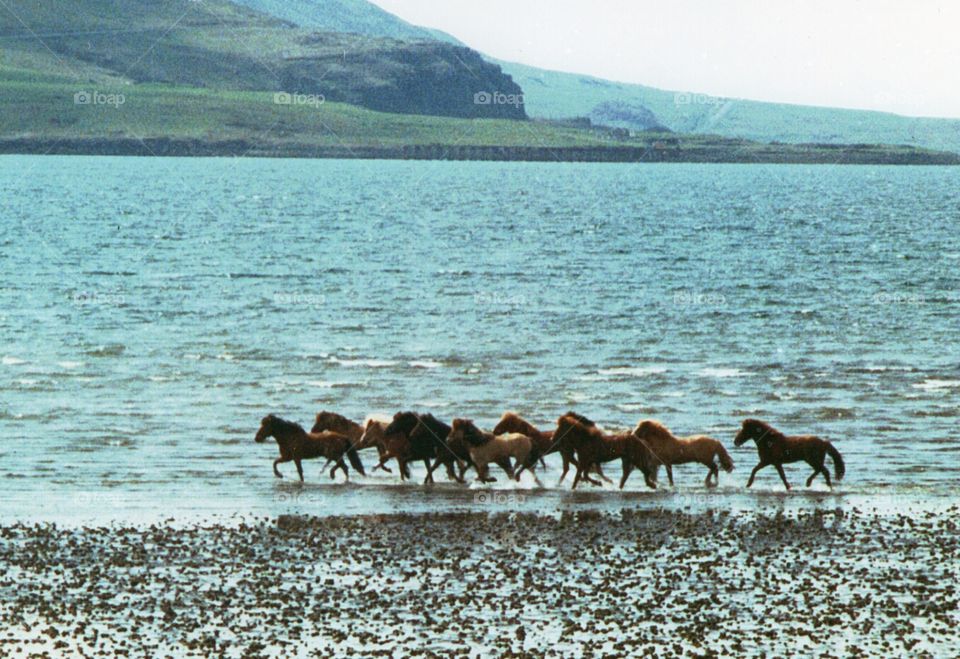 horses running on Icelandic beach