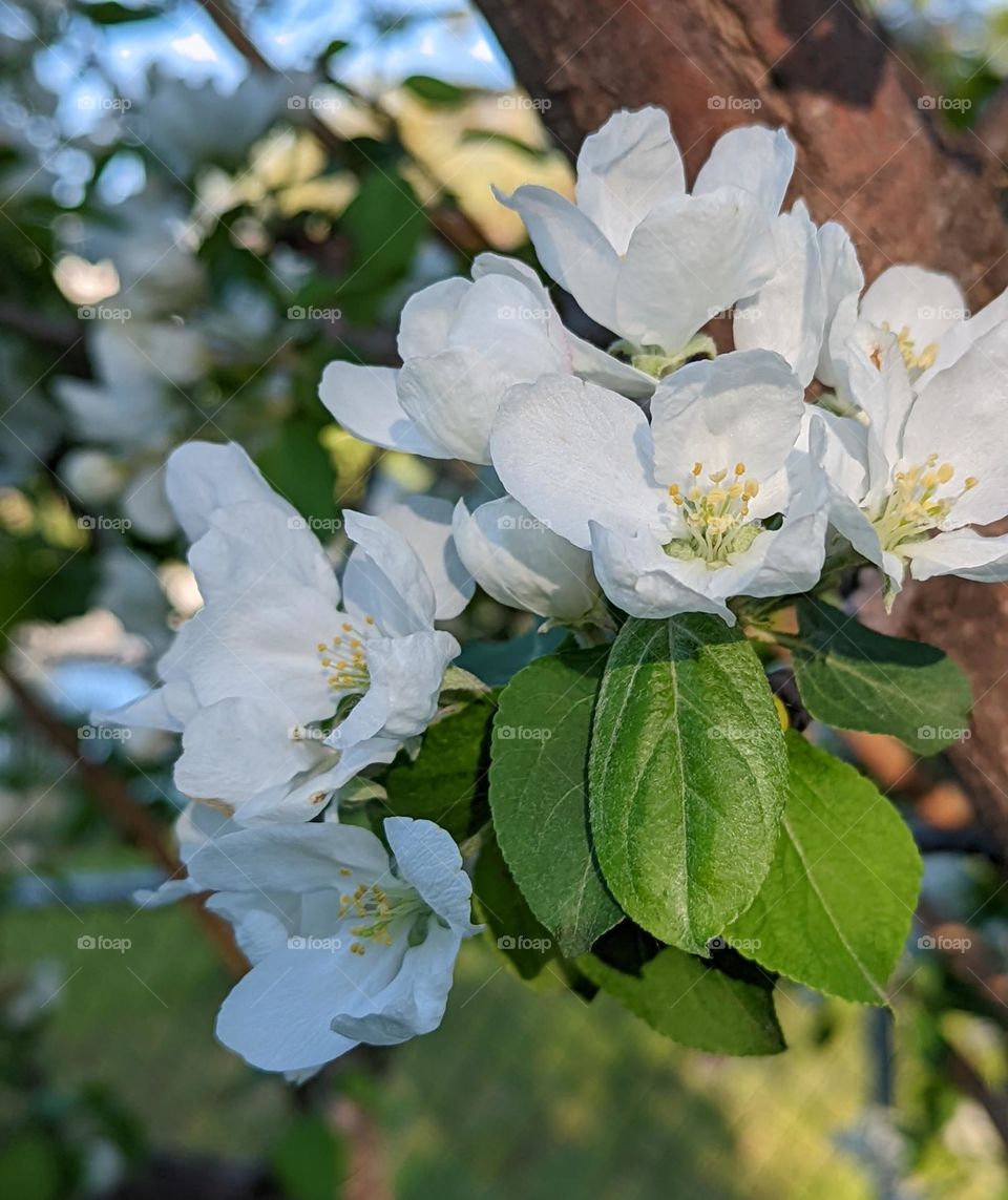 Apple blossoms