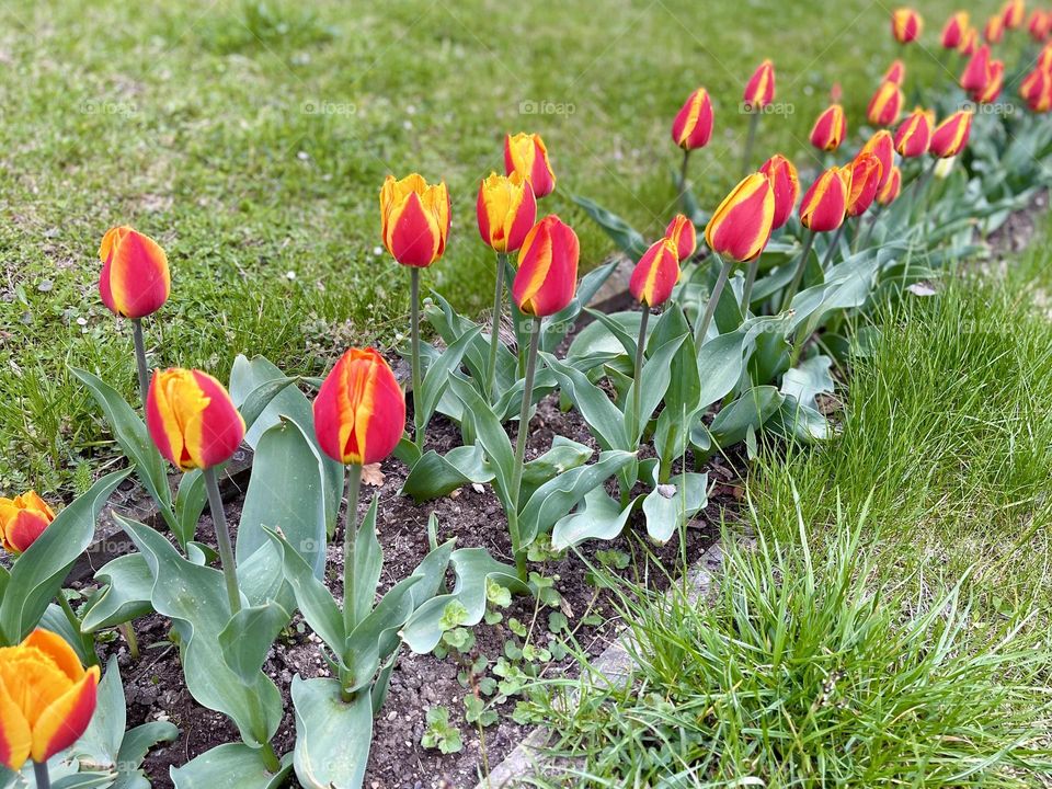 Line of red and yellow tulips in the garden 