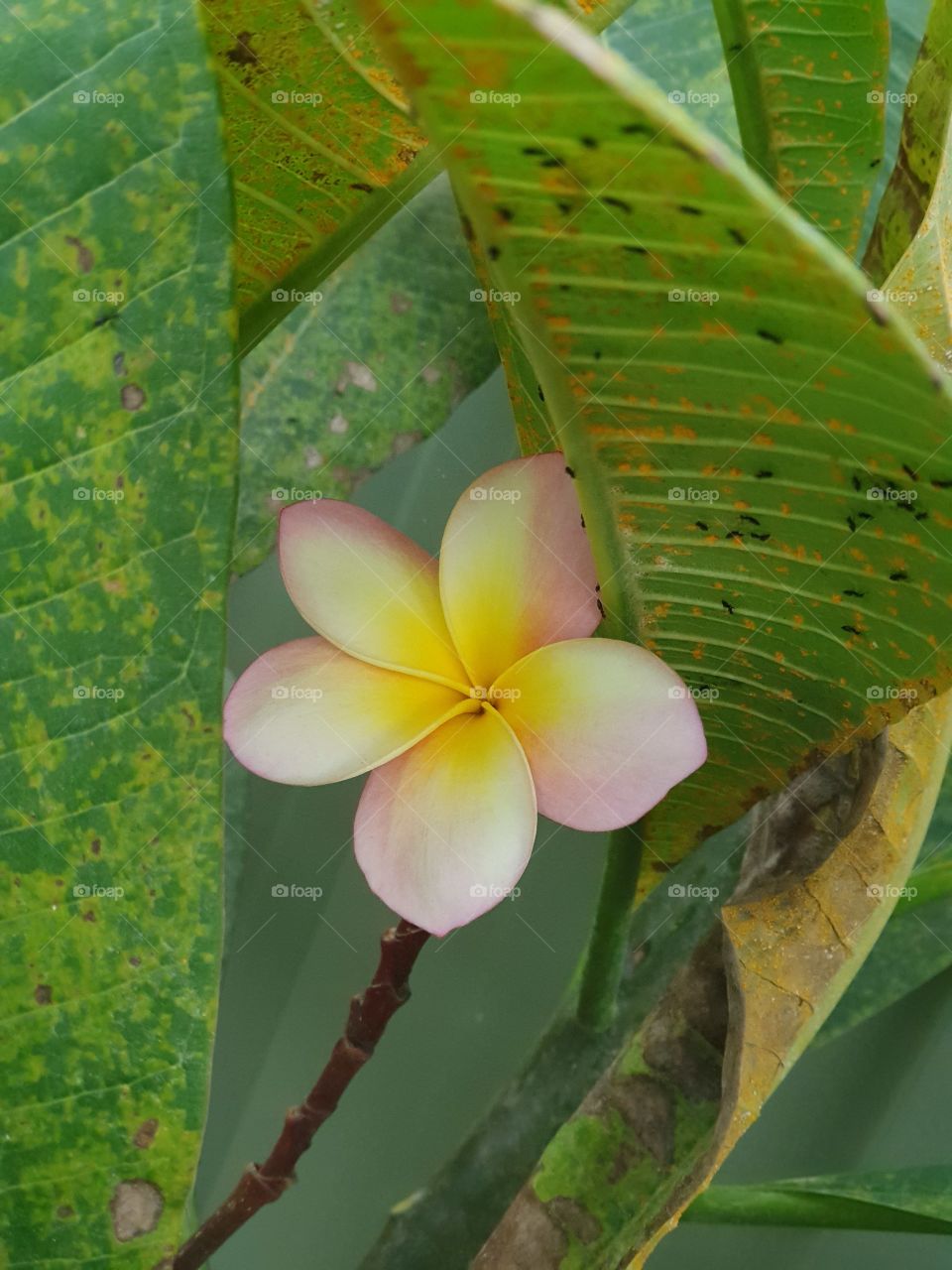 Frangipani with ants