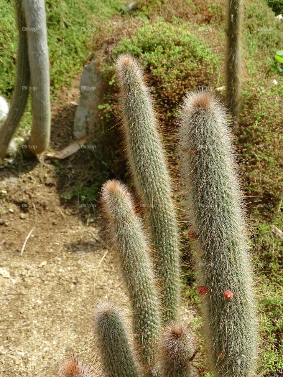Cactus