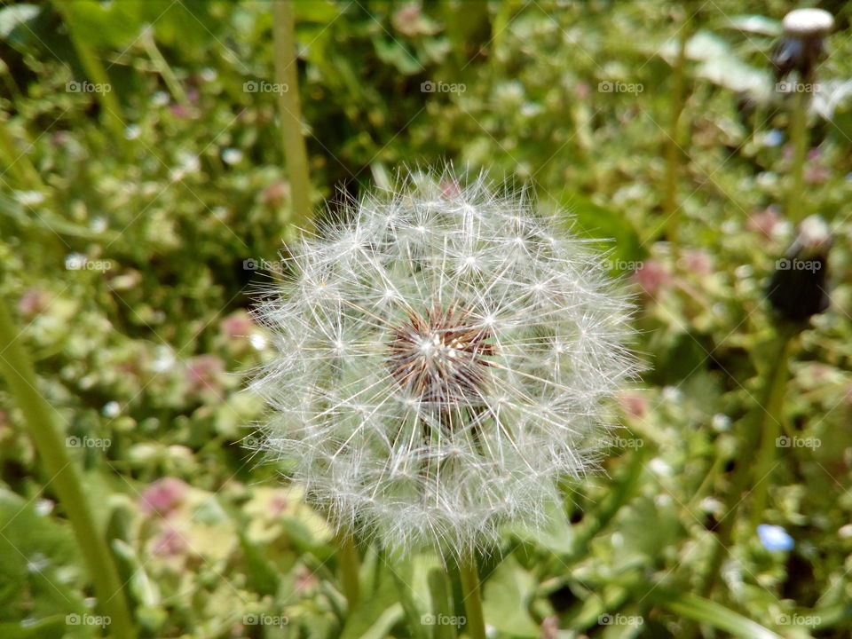 dandelion macro