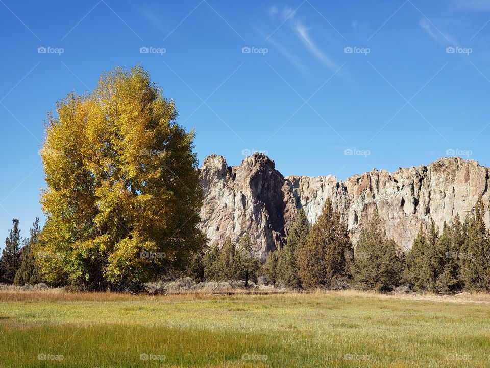 A field with a large tree in glorious fall color with the rugged Smith Rock in the background on a sunny fall day in Central Oregon.