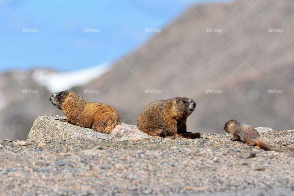 Marmot family 
