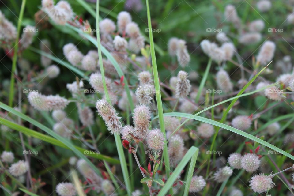 Nature, Flower, Flora, Grass, Field