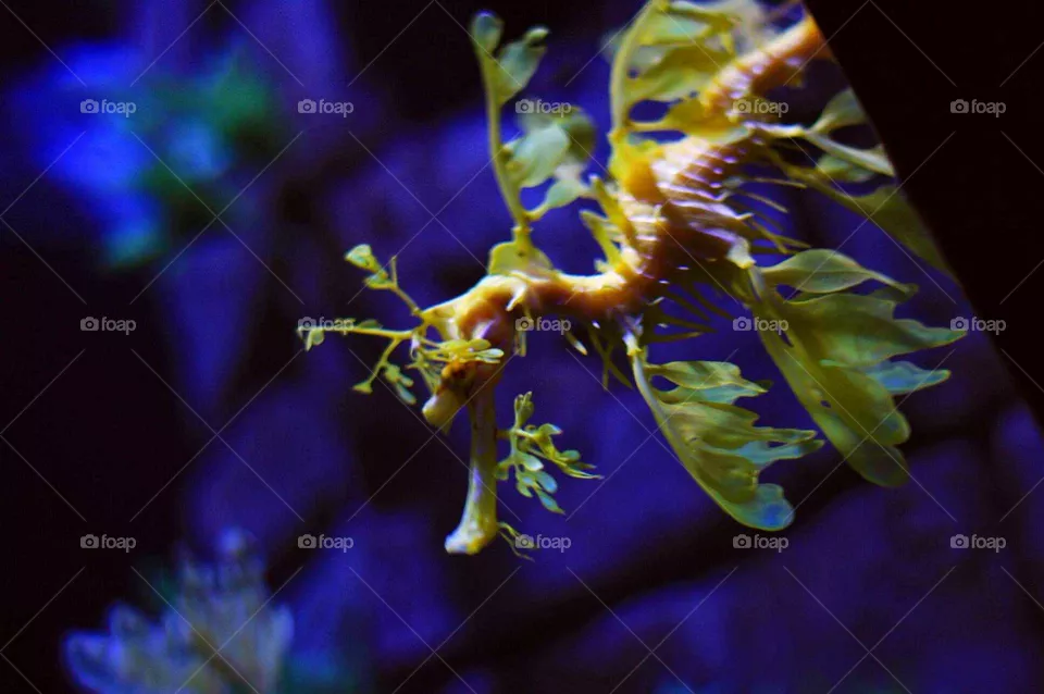 sea dragon