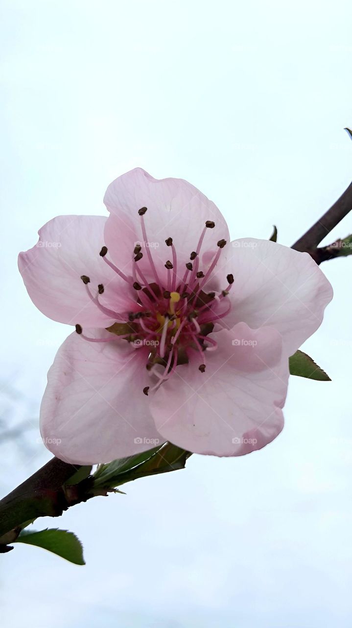 beautiful pink flower