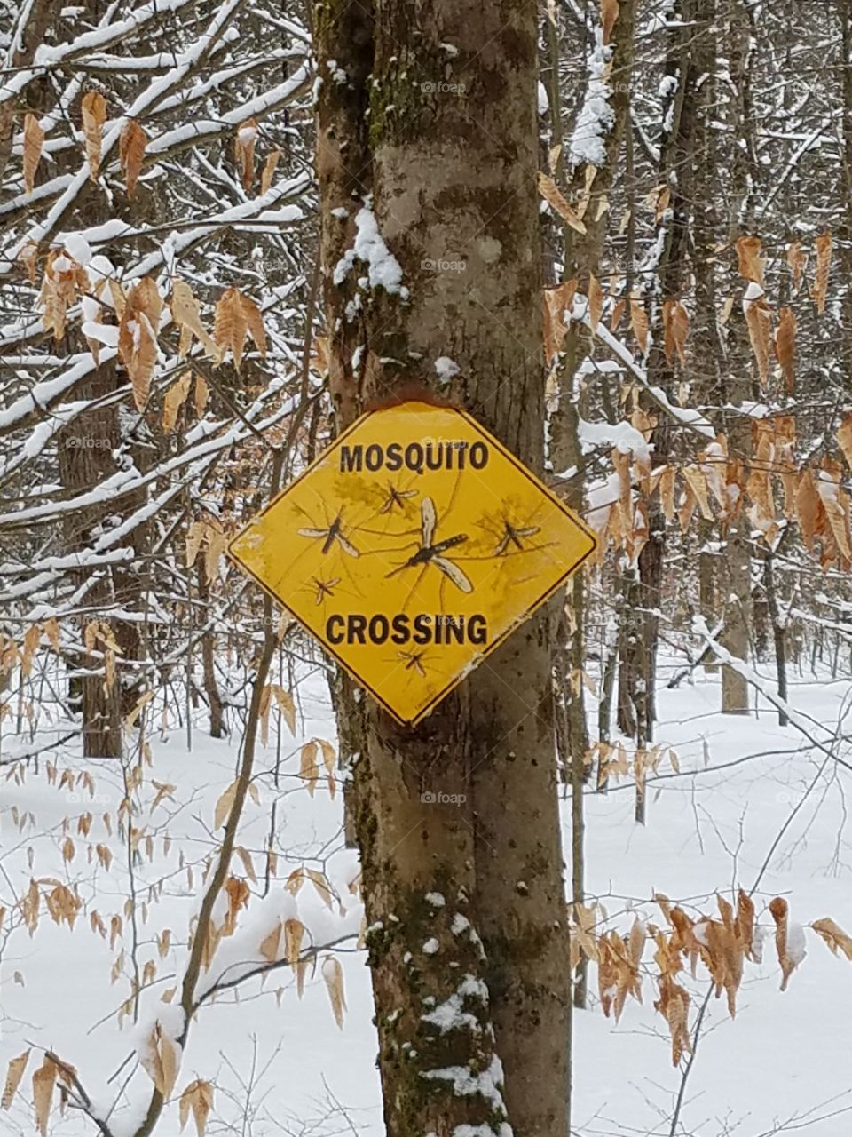 mosquito crossing sign