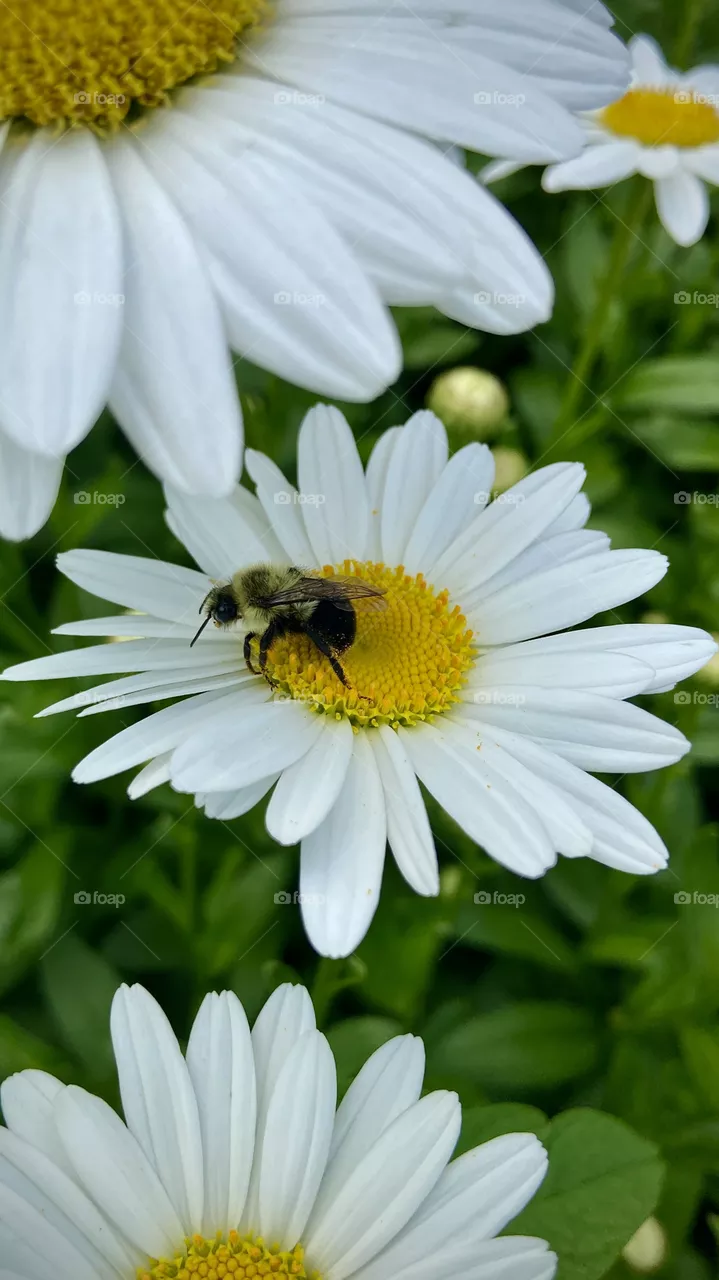 Bees