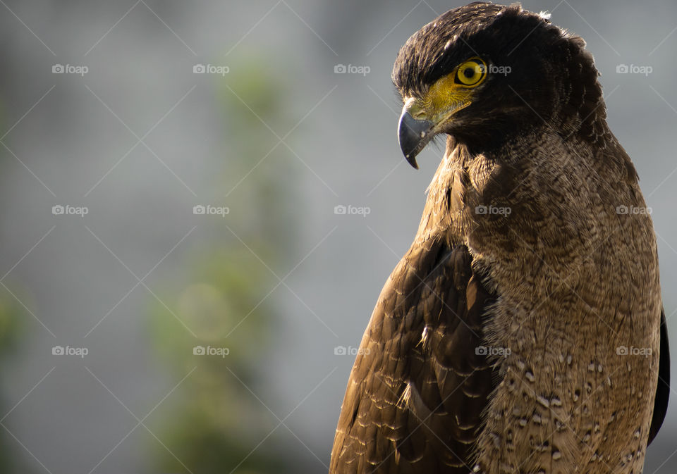 Crested Serpent Eagle