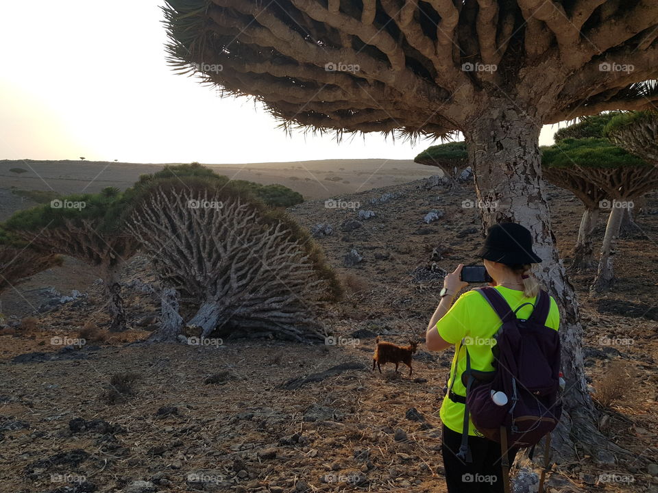 Unique dragon trees at Socotra island