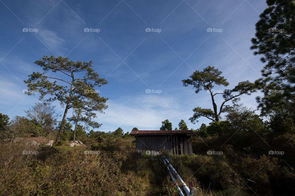 House in the forest 