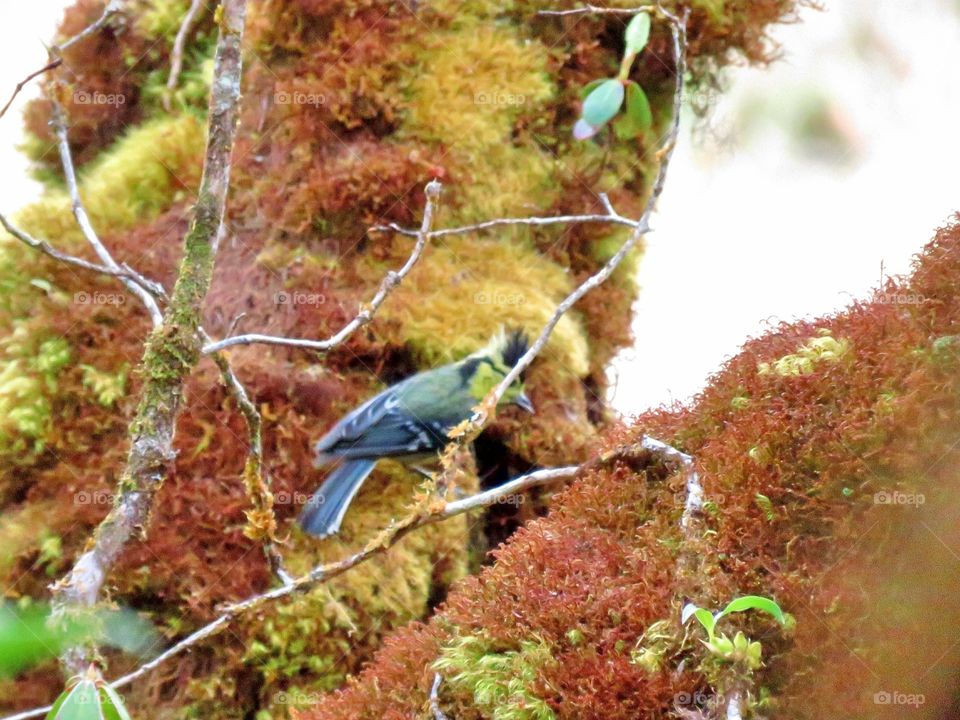 colorful moss in the rain forest and crown bird