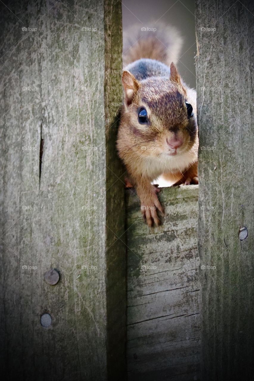 A diminutive Eastern Chipmunk slips through the space between fence posts to access a garden in Clarksville, TN