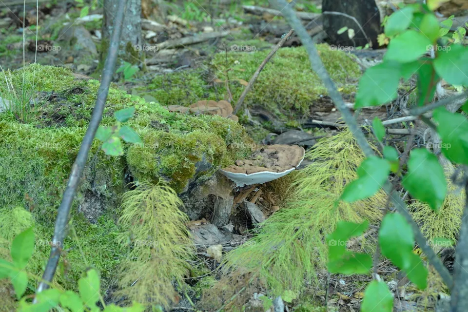 forest