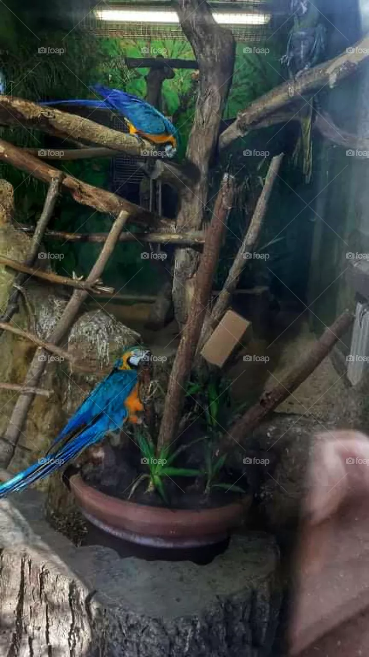 Parrots - a close look behind the glass