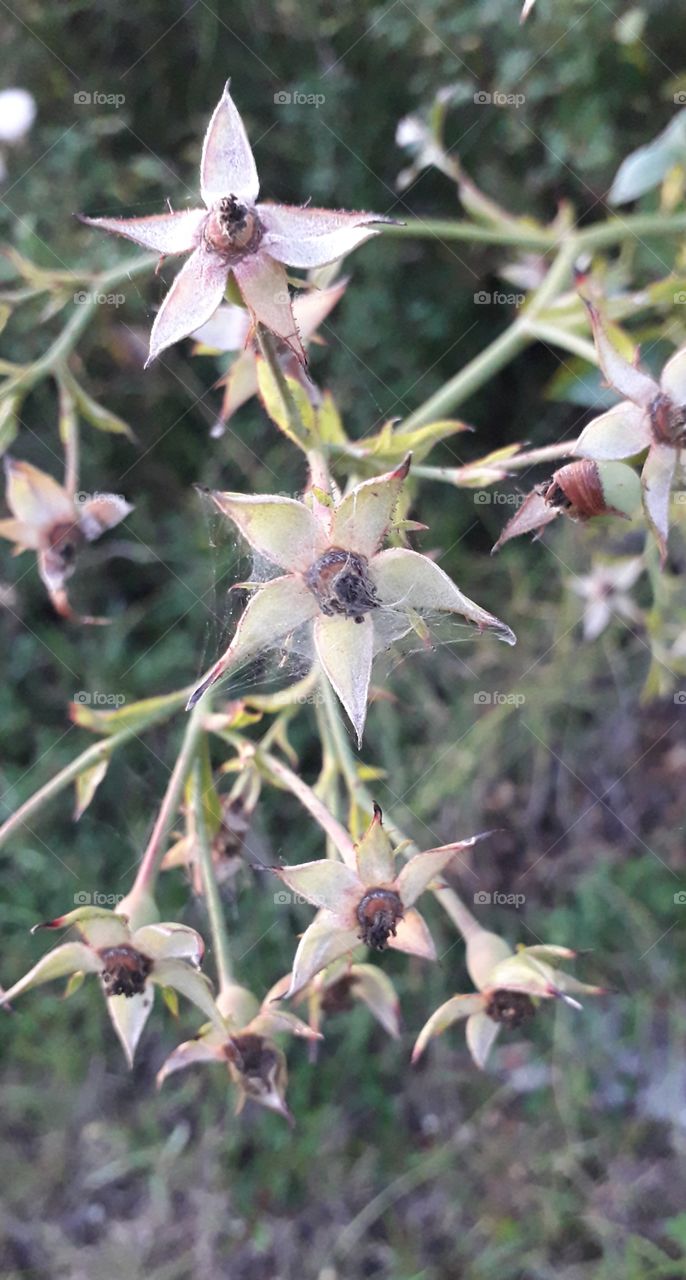 young fruits of the ground cover rose and spider's web