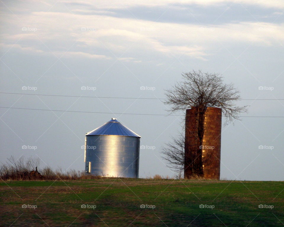 tree in old silo