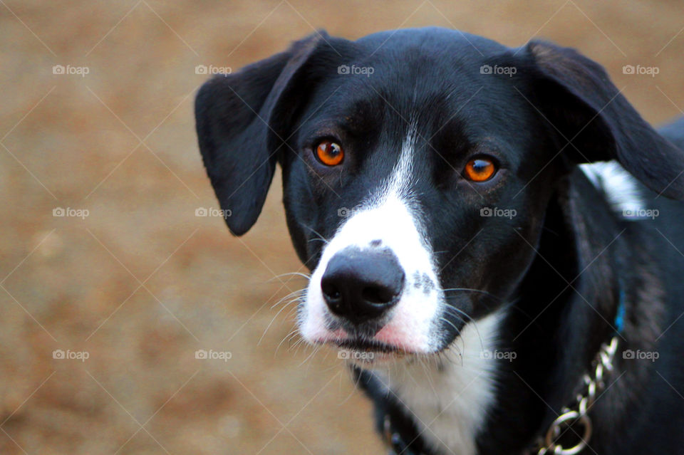 Closeup of a beautiful copper eyed black and white pup with the sweetest disposition. What a gorgeous pup!
