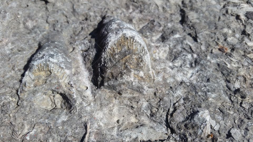 Horned coral, Ohio fossils