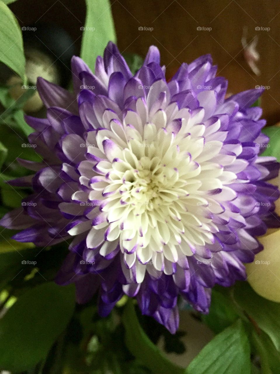 Pretty flower 